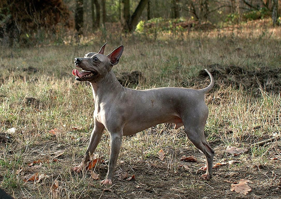 #29. American hairless terrier